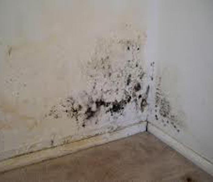 Top 10 Tips for Preventing Mold Damage in a Water Damaged Nashville